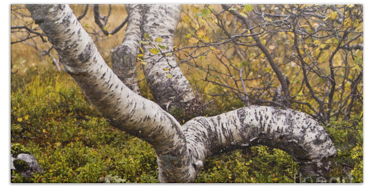 Tree Bath Towel featuring the photograph Birch Trees in Autumn Foliage by Heiko Koehrer-Wagner
