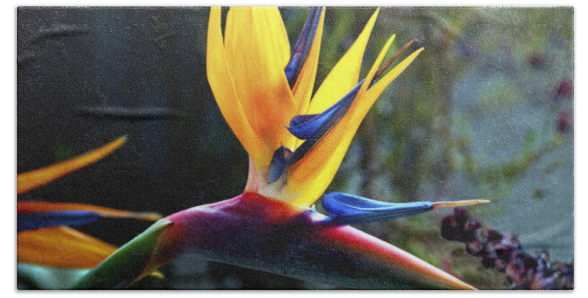 Fine Art Photography Bath Towel featuring the photograph Bird of Paradise by Patricia Griffin Brett