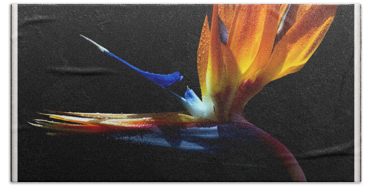 Bird Bath Towel featuring the photograph Bird of Paradise Two Days Later by Farol Tomson