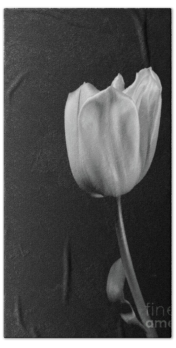 Floral Hand Towel featuring the photograph Black And White Tulip by Dariusz Gudowicz