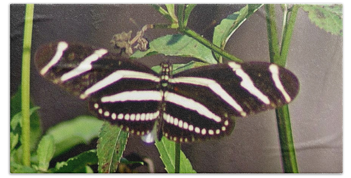 Black Butterfly Bath Towel featuring the photograph Black Butterfly by Joe Faherty