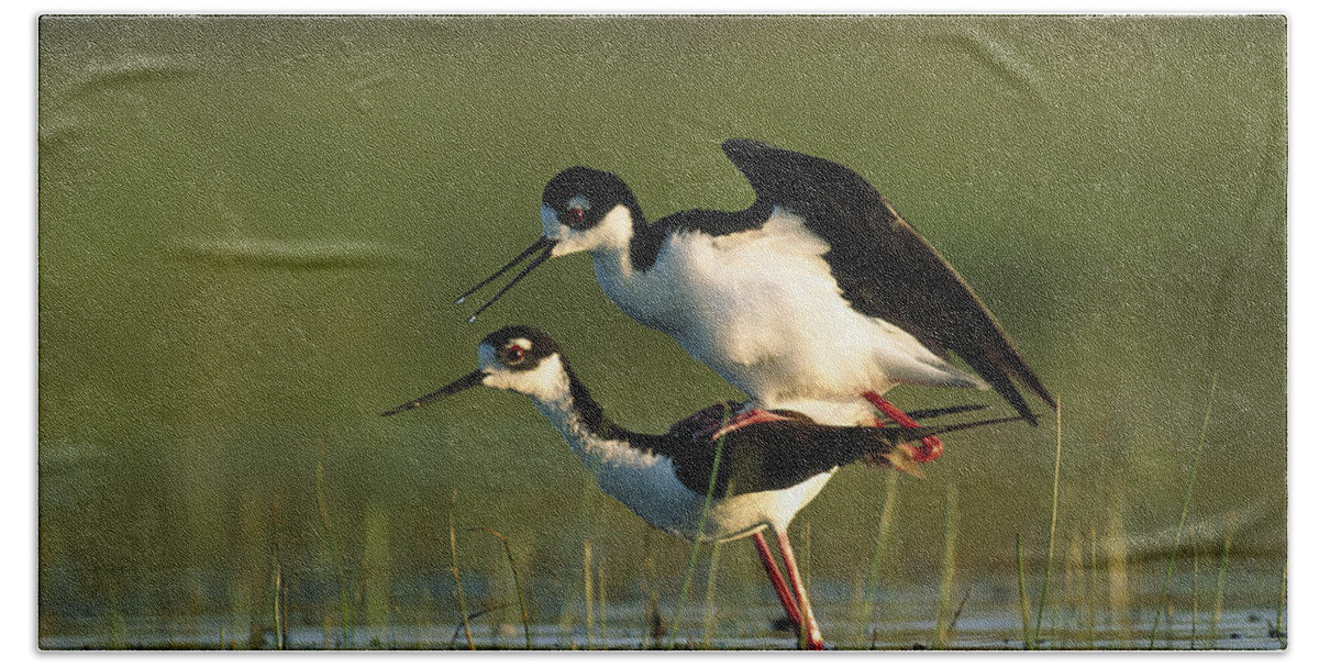00171647 Bath Towel featuring the photograph Black Necked Stilt Couple Mating North by Tim Fitzharris