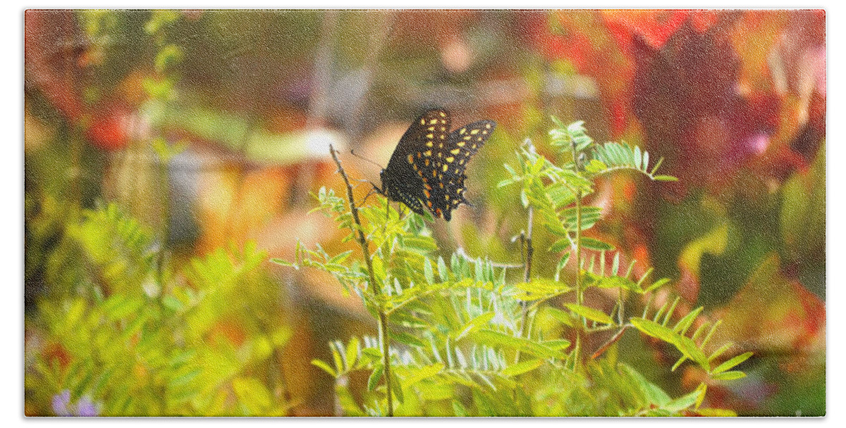 Macro Bath Sheet featuring the photograph Black Swallow Tail Butterfly in Autumn Colors by Peggy Franz