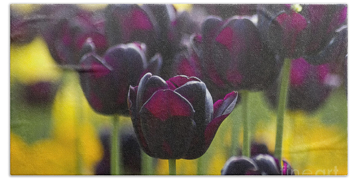 Tulip Bath Towel featuring the photograph Black Tulips in Yellow by Heiko Koehrer-Wagner