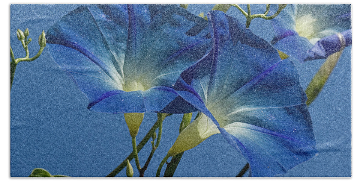 Morning Bath Towel featuring the photograph Blue Morning by Jim And Emily Bush