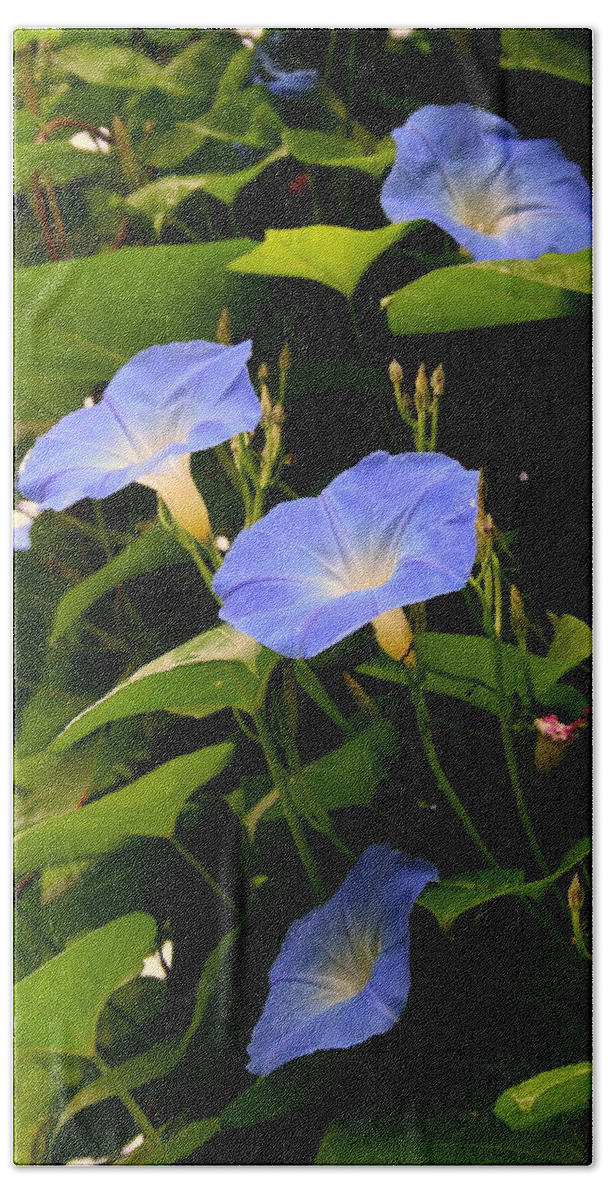 Morning Glories Hand Towel featuring the photograph Blue Morning Glories by Kay Novy