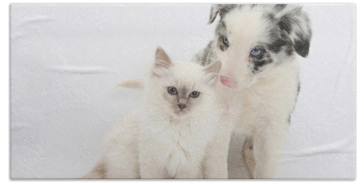 Animal Bath Towel featuring the photograph Blue-point Kitten And Border Collie by Mark Taylor