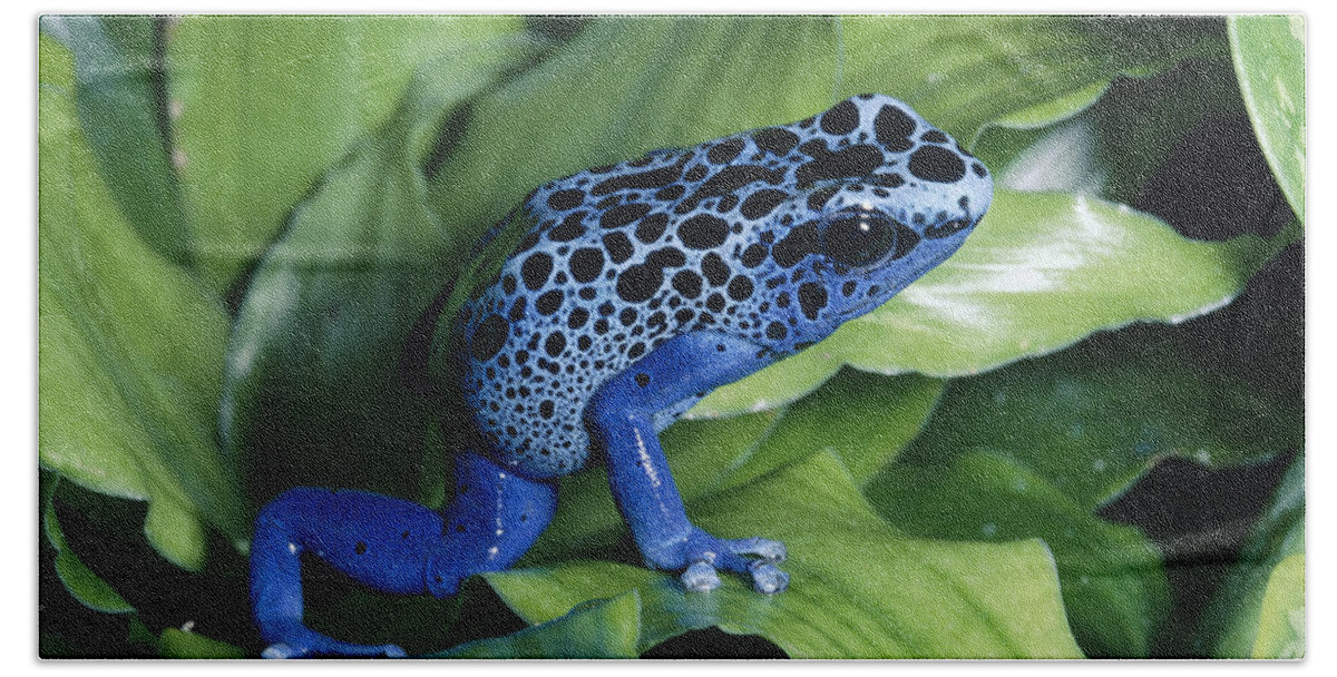 Mp Bath Towel featuring the photograph Blue Poison Dart Frog Dendrobates by Michael & Patricia Fogden