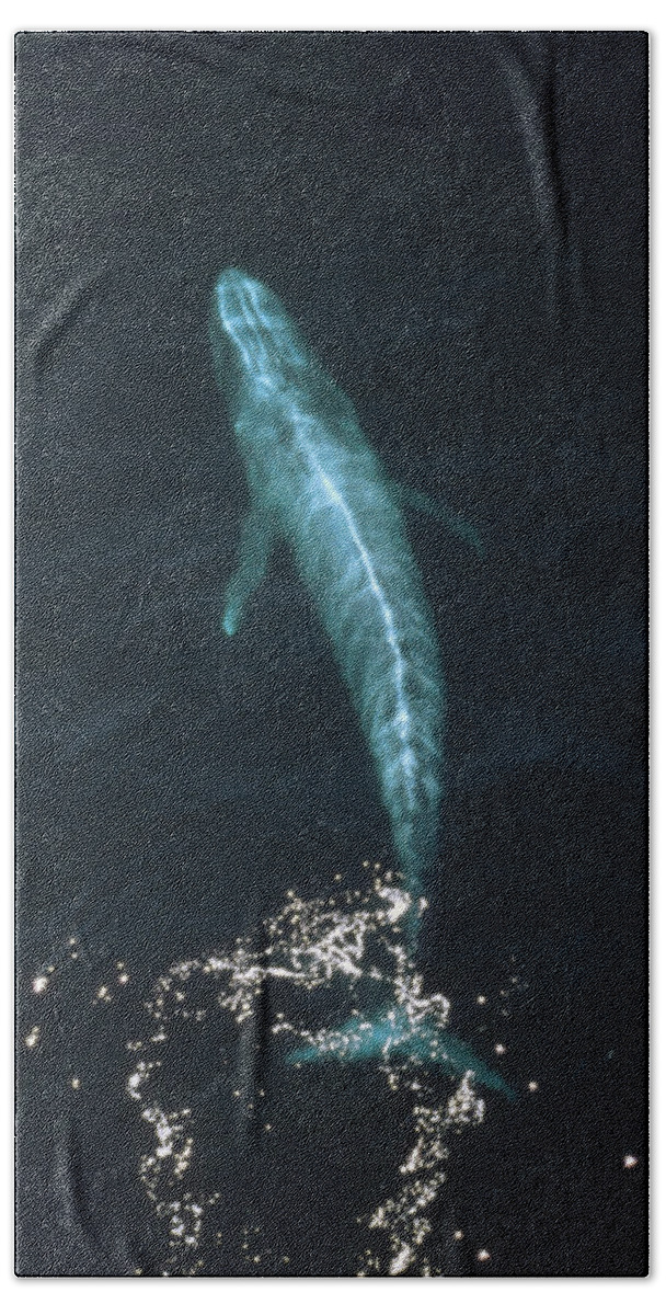 Mp Bath Towel featuring the photograph Blue Whale Balaenoptera Musculus Aerial by Flip Nicklin