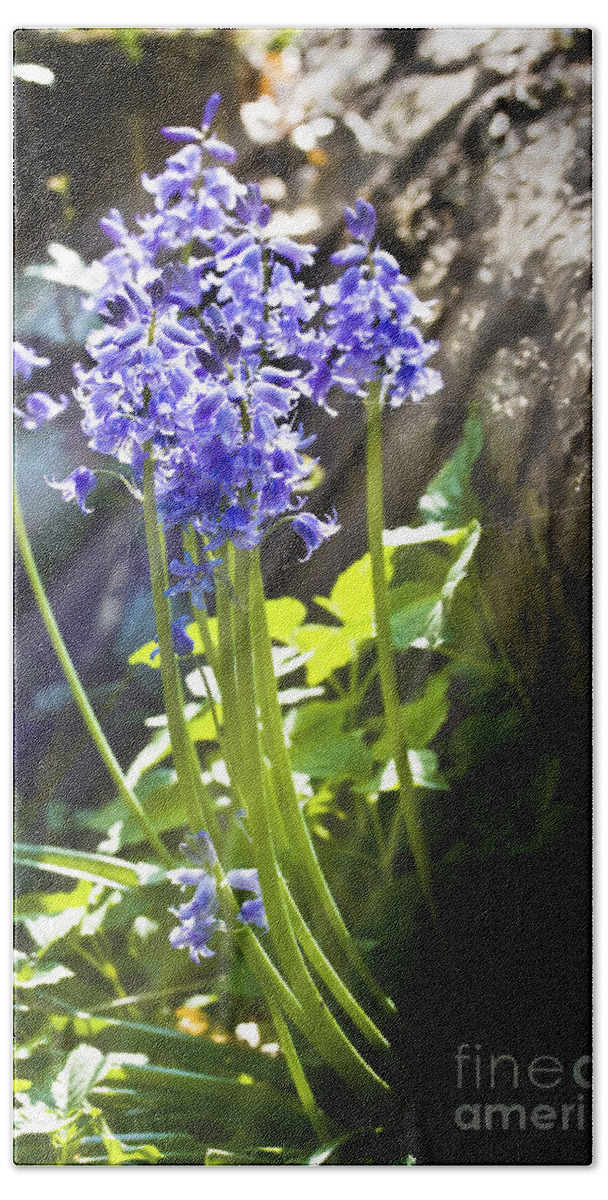Wild Flowers Bath Towel featuring the photograph Bluebells in the woods by Simon Bratt