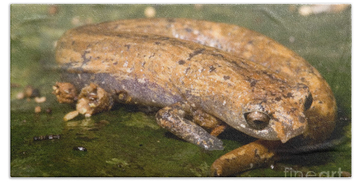 Bolitoglossine Hand Towel featuring the photograph Bolitoglossine Salamander by Dante Fenolio