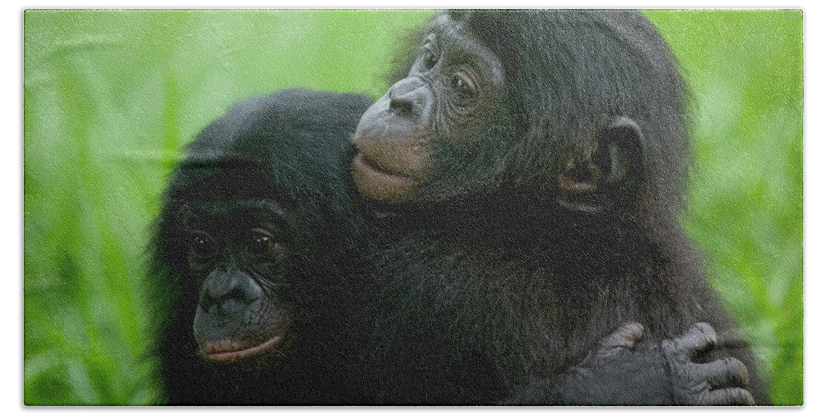 Mp Bath Towel featuring the photograph Bonobo Pan Paniscus Pair Of Orphans by Cyril Ruoso