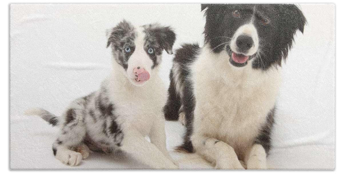 Animal Bath Towel featuring the photograph Border Collies by Mark Taylor