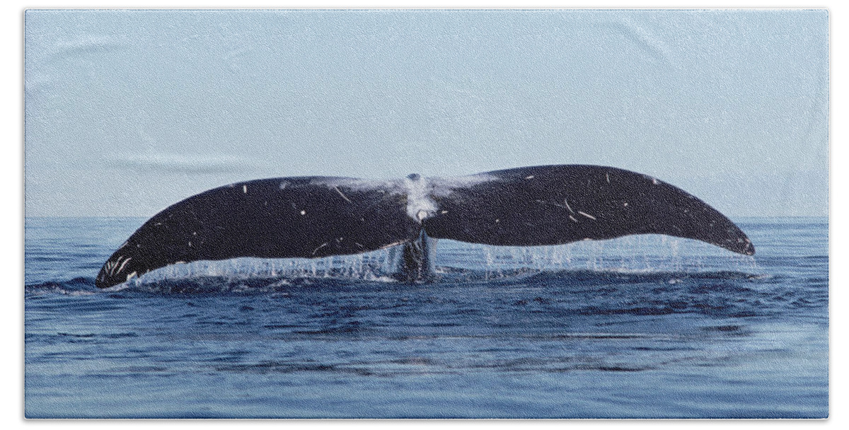 00081503 Bath Towel featuring the photograph Bowhead Whale Off Baffin Island Canada by Flip Nicklin