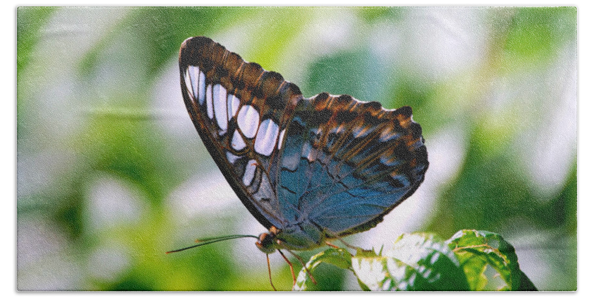 Butterfly Hand Towel featuring the photograph Bright Blue Butterfly by Peggy Franz