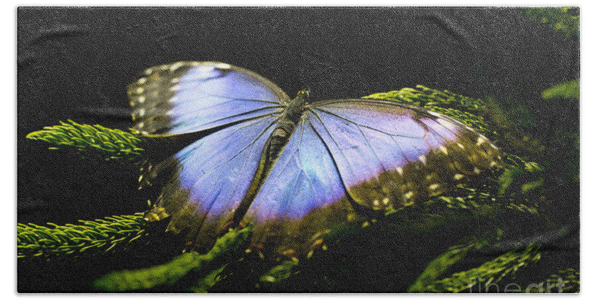 Butterfly Hand Towel featuring the photograph Bright Blue by Leslie Leda
