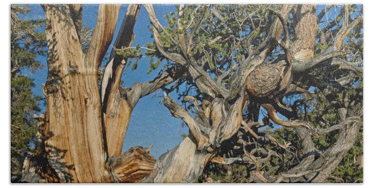 Bristlecone Hand Towel featuring the photograph Bristlecone Pine by Greg Nyquist