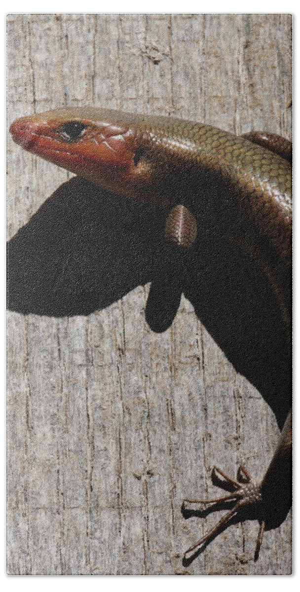 Broad-headed Skink Bath Towel featuring the photograph Broad-headed Skink On Barn by Daniel Reed
