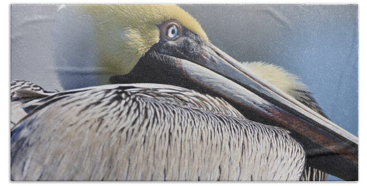 3scape Photos Bath Towel featuring the photograph Brown Pelican by Adam Romanowicz
