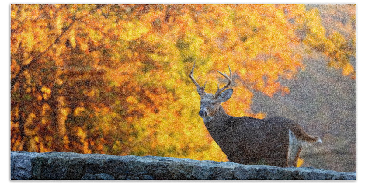 Metro Bath Towel featuring the photograph Buck in the Fall 07 by Metro DC Photography