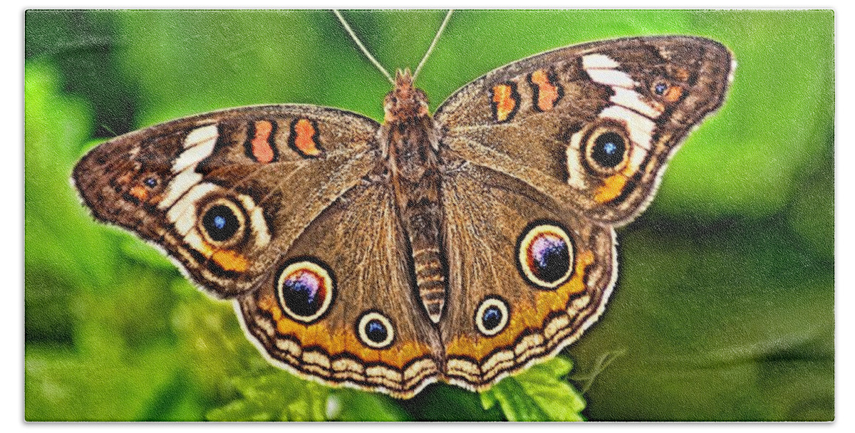 Bug Hand Towel featuring the photograph Buckeye Butterfly by Nick Zelinsky Jr