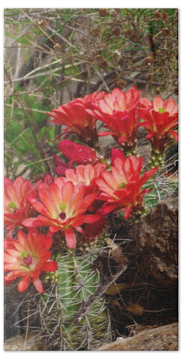 Cactus Bath Towel featuring the photograph Cactus With Coral Flowers by Megan Ford-Miller