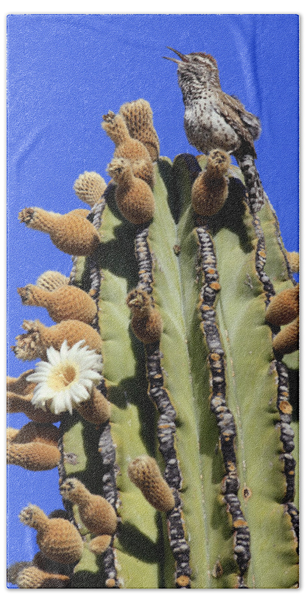 Mp Hand Towel featuring the photograph Cactus Wren Campylorhynchus by Cyril Ruoso