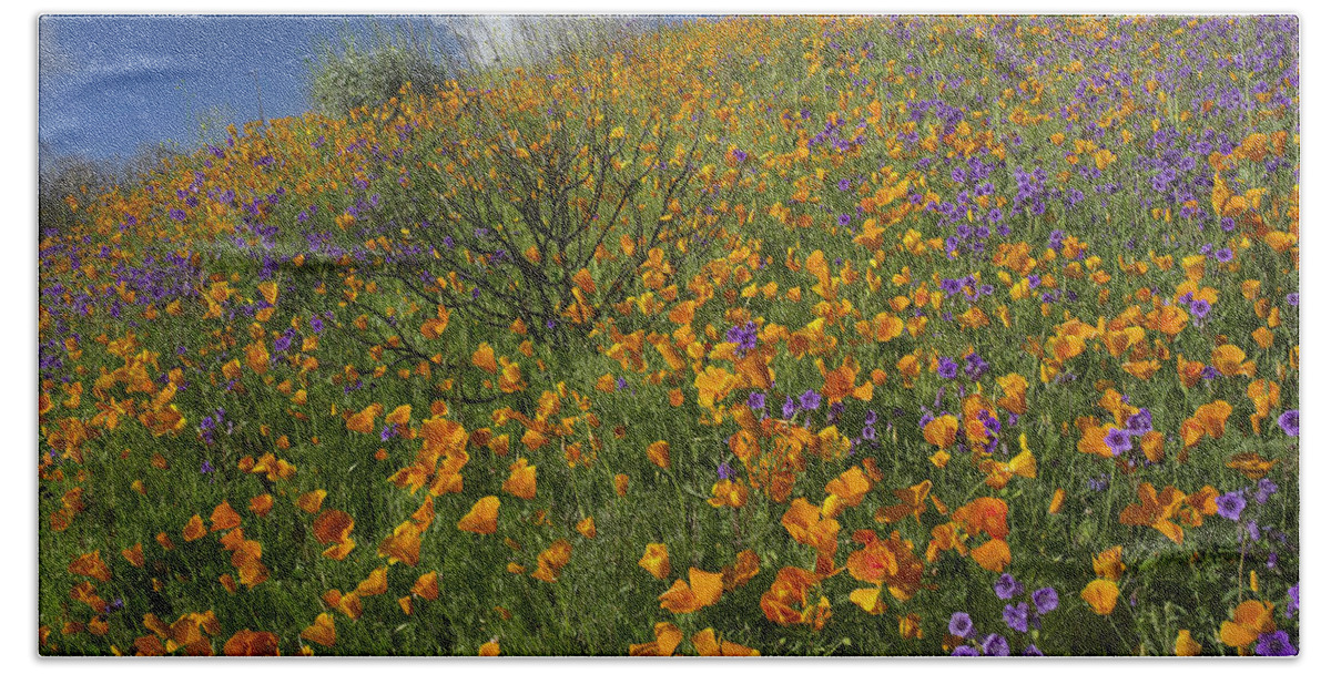00175214 Bath Towel featuring the photograph California Poppy And Desert Bluebells by Tim Fitzharris