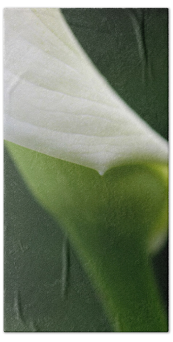 Calla Bath Towel featuring the photograph Calla Lily Flower Petal Macro by Jennie Marie Schell
