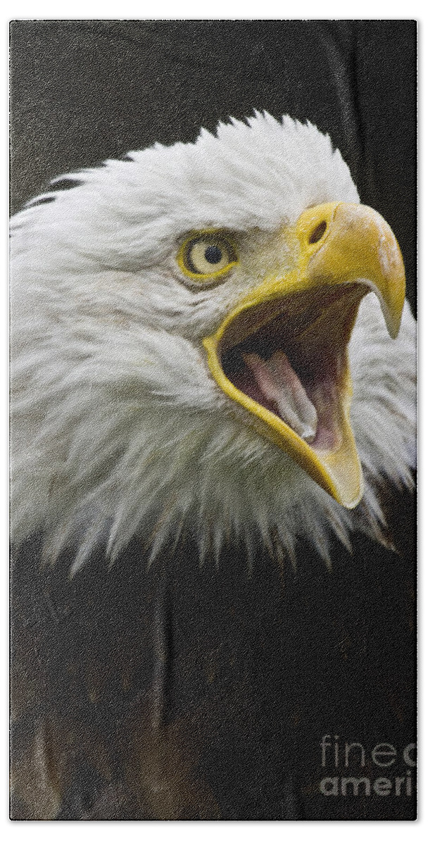 Eagle Bath Towel featuring the photograph Calling Bald Eagle - 4 by Heiko Koehrer-Wagner