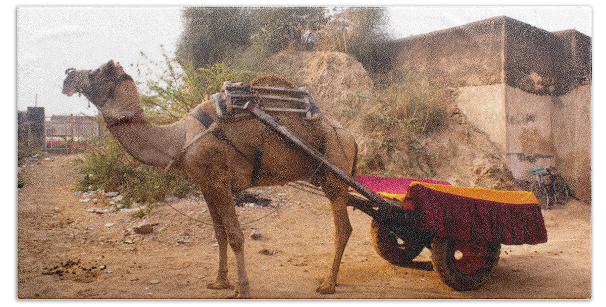 Ship Of The Desert Bath Towel featuring the photograph Camel yoked to a decorated cart meant for carrying passengers in India by Ashish Agarwal