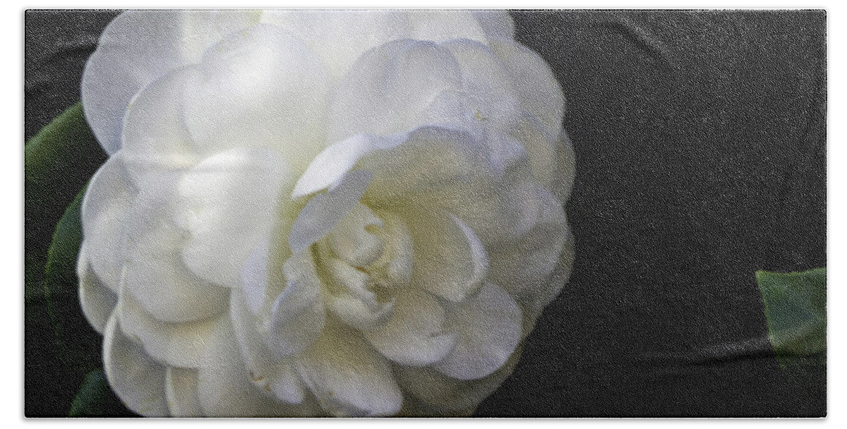 Camellia Hand Towel featuring the photograph Camellia  twelve  by Ken Frischkorn