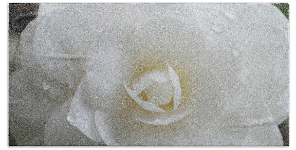 White Camellia Bath Towel featuring the photograph Camellia After Rain Storm by Shane Kelly
