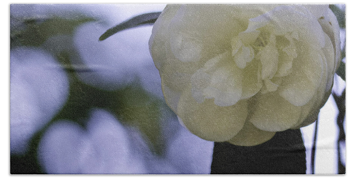 Camellia Bath Towel featuring the photograph Camellia eight by Ken Frischkorn