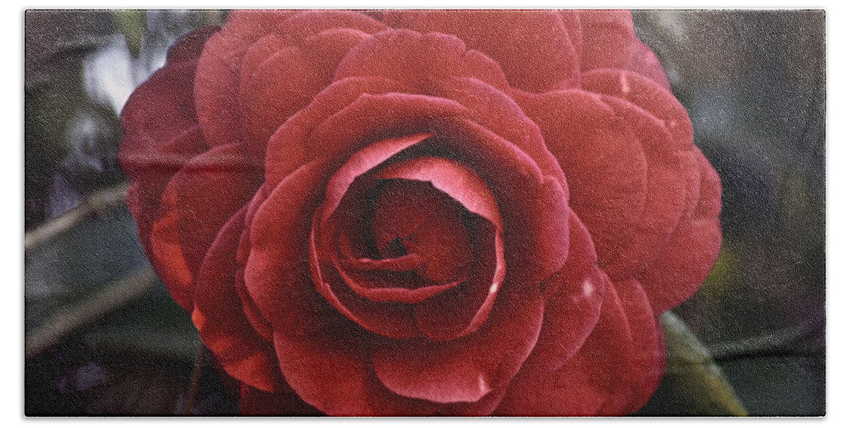 Camellia Hand Towel featuring the photograph Camellia twenty-eight by Ken Frischkorn