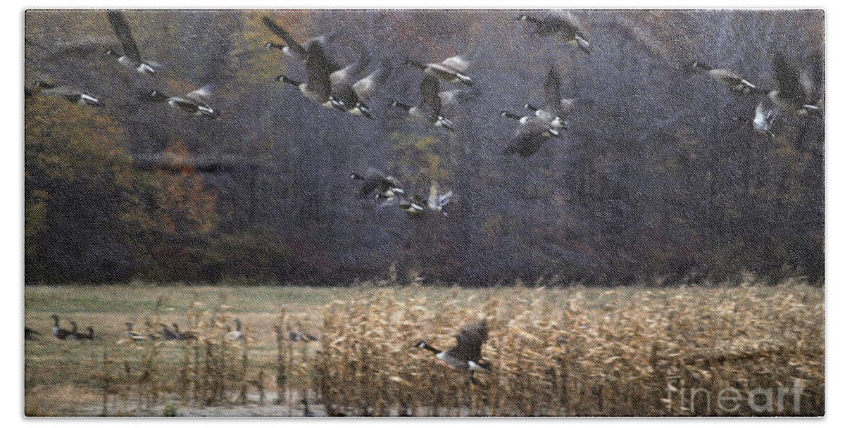 Canada Goose Bath Towel featuring the photograph Canadian Geese in Flight by Craig Lovell