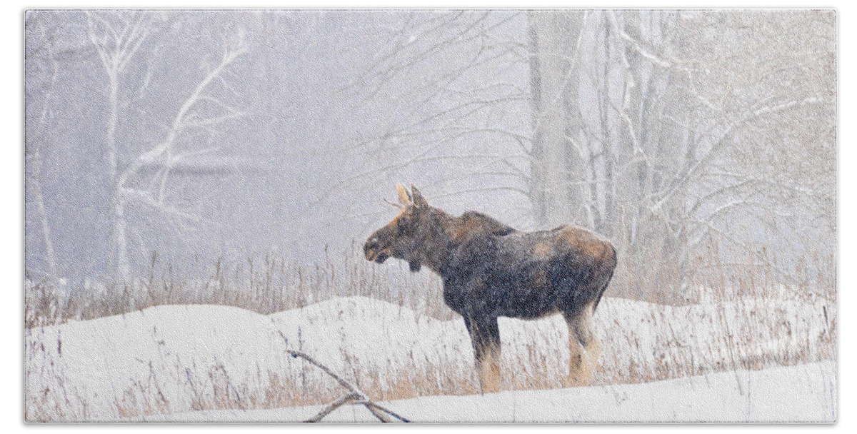 Moose Bath Towel featuring the photograph Canadian Winter by Cheryl Baxter