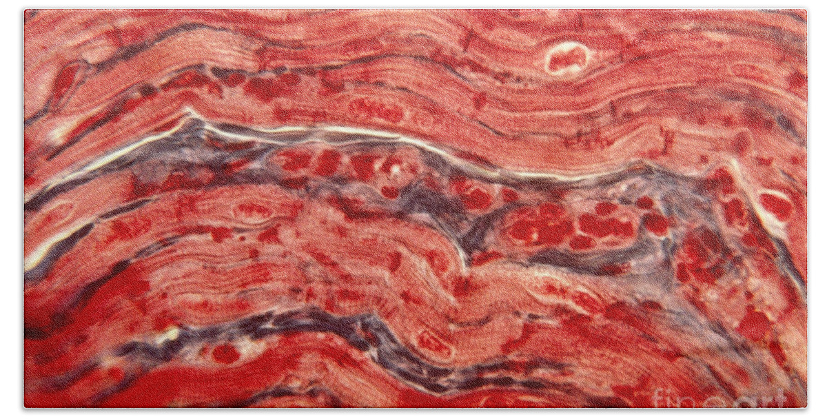 Cardiac Muscle Bath Towel featuring the photograph Cardiac Muscle by Eric V. Grave