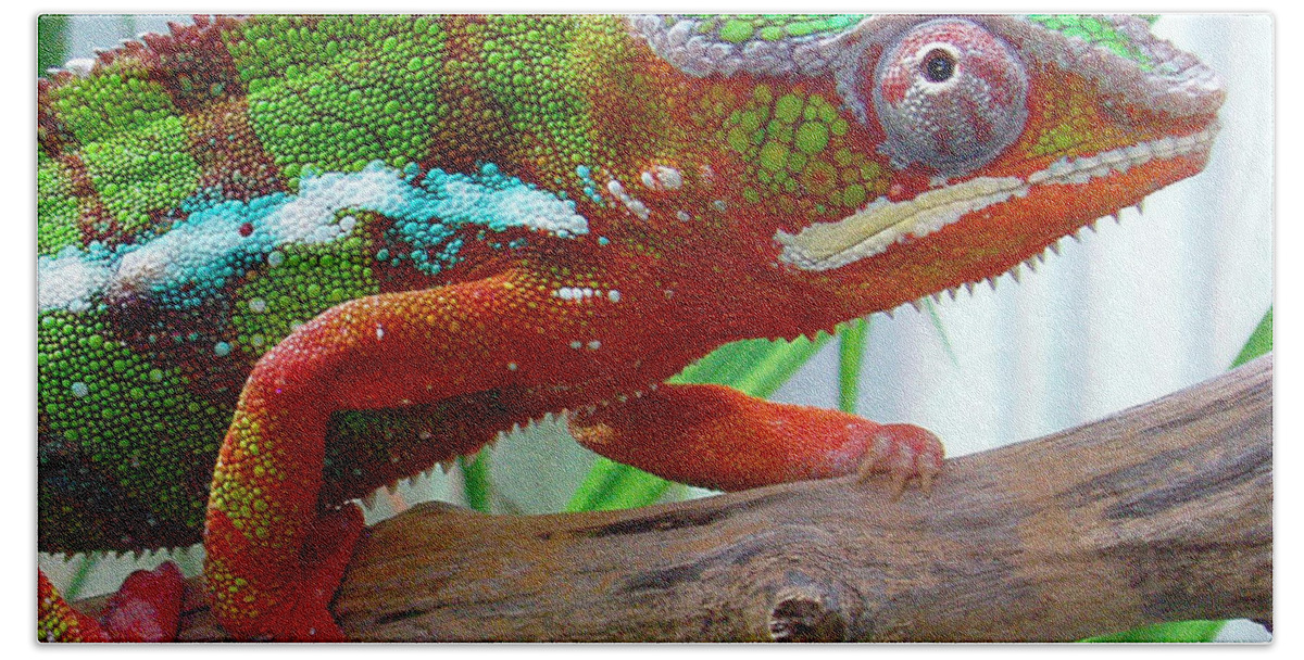 Chameleon Hand Towel featuring the photograph Chameleon Close Up by Nancy Mueller