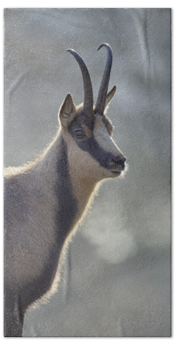 Mp Bath Towel featuring the photograph Chamois Rupicapra Rupicapra, Europe by Konrad Wothe