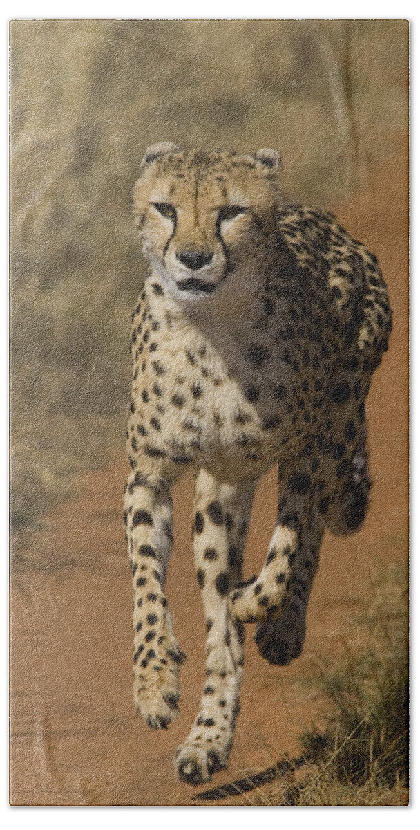 00761556 Bath Towel featuring the photograph Cheetah Running In Namibia by Suzi Eszterhas