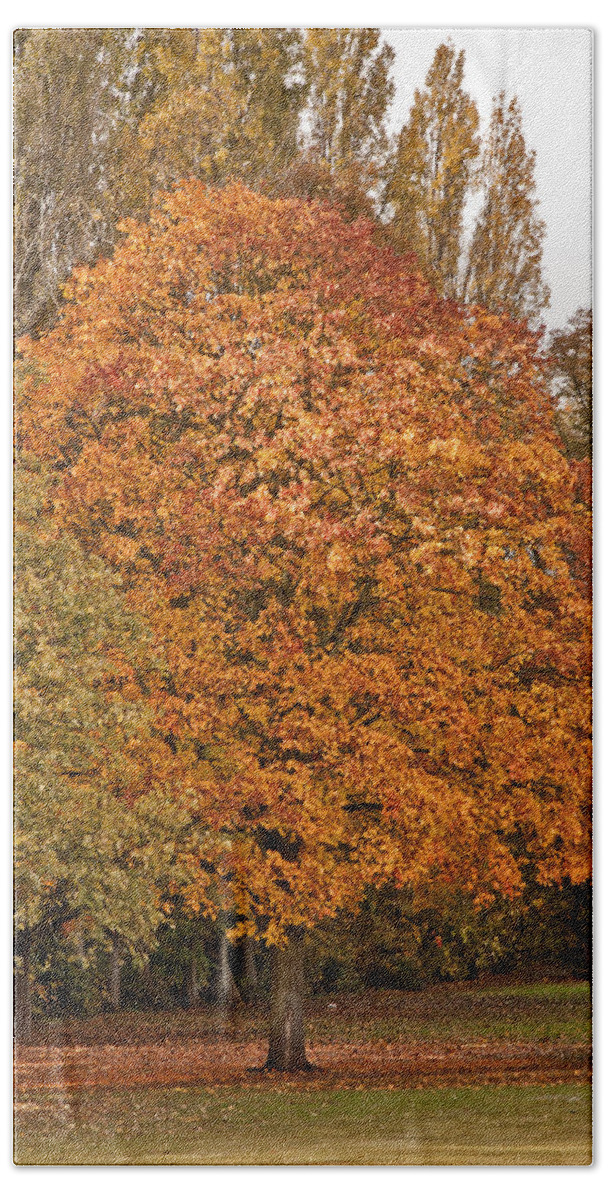 Autumn Bath Sheet featuring the photograph Chinbrook Tree by Dawn OConnor
