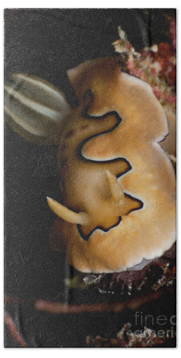 Malaysia Bath Towel featuring the photograph Chromodoris Coi Sea Slug Nudibranch by Mathieu Meur