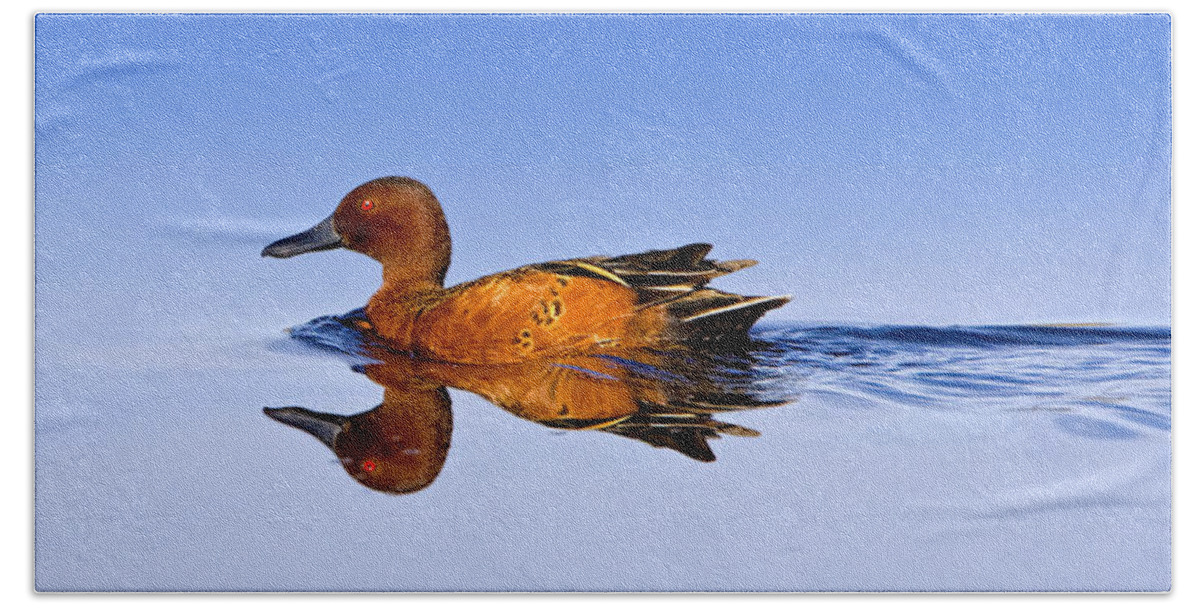 Duck Bath Towel featuring the photograph Cinnamon Teal Male by Fred J Lord