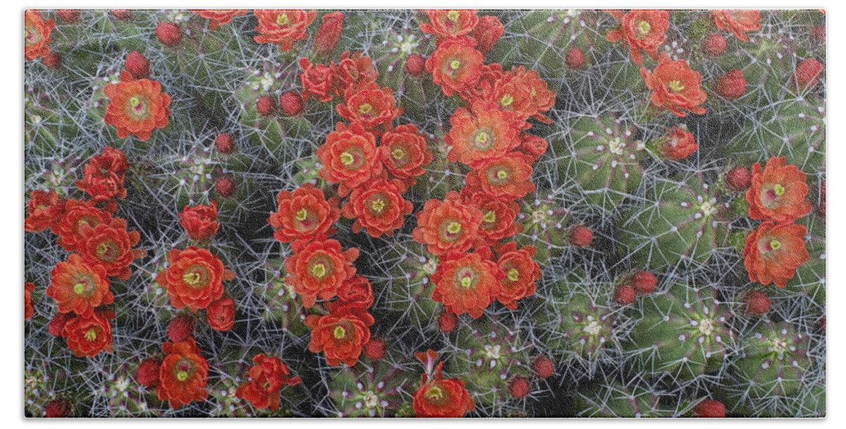 Mp Hand Towel featuring the photograph Claret Cup Cactus Echinocereus by Tim Fitzharris