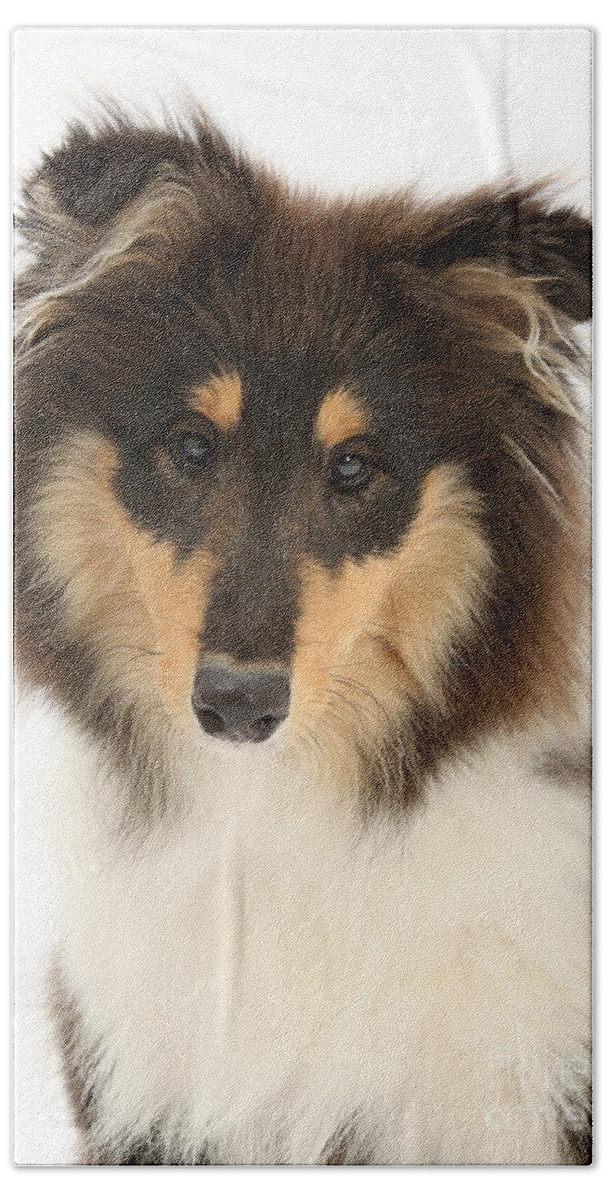 Dog Bath Towel featuring the photograph Collie Portrait by Mark Taylor