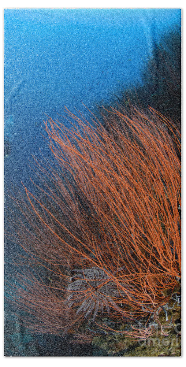 Anthozoa Bath Sheet featuring the photograph Colony Of Red Whip Fan Coral by Steve Jones