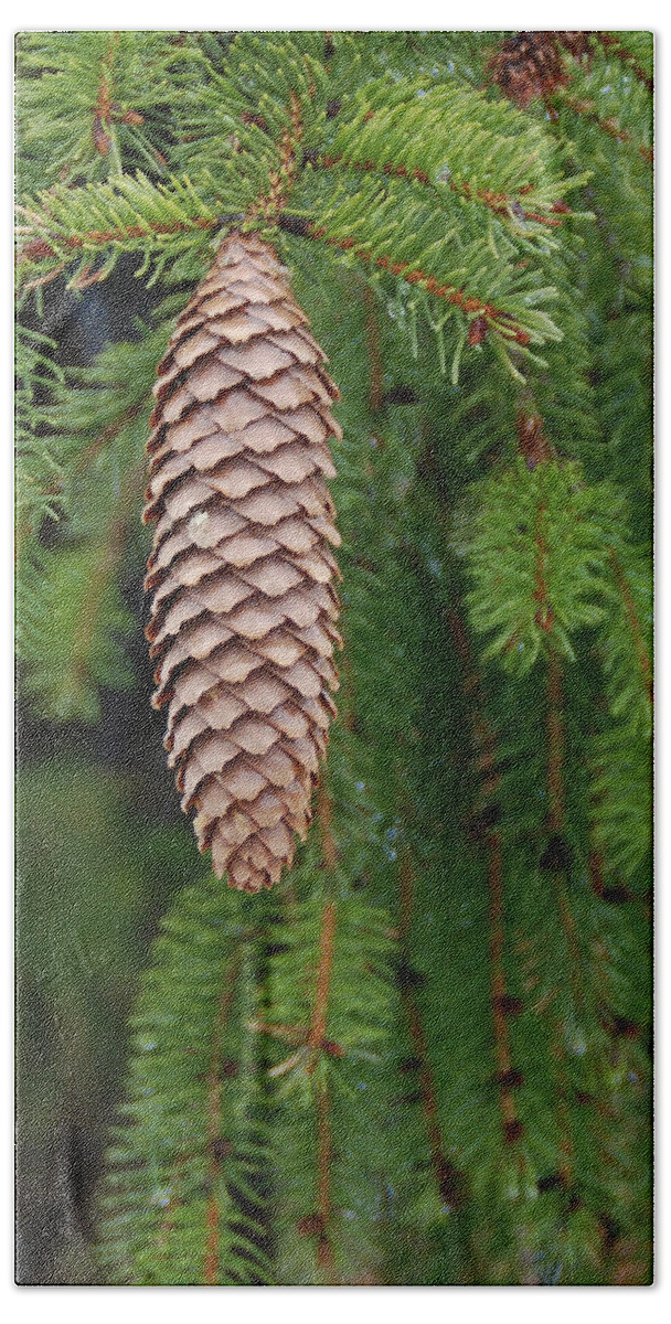 Tree Bath Towel featuring the photograph Cone by Guy Whiteley
