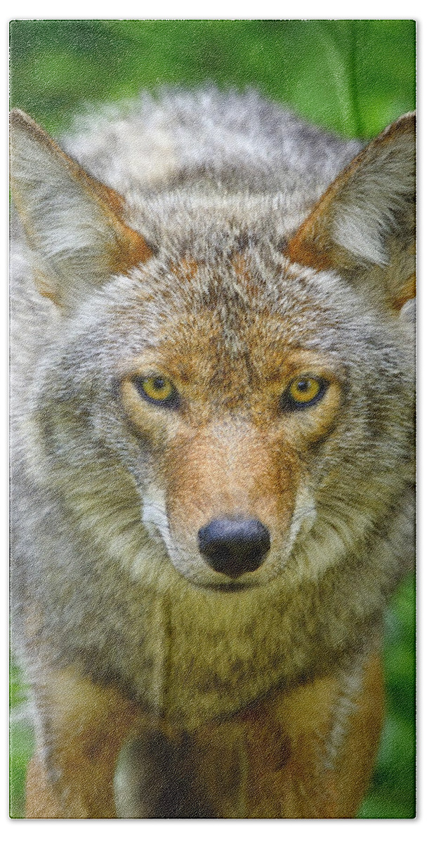 Canis Latrans Bath Towel featuring the photograph Coyote by Tony Beck