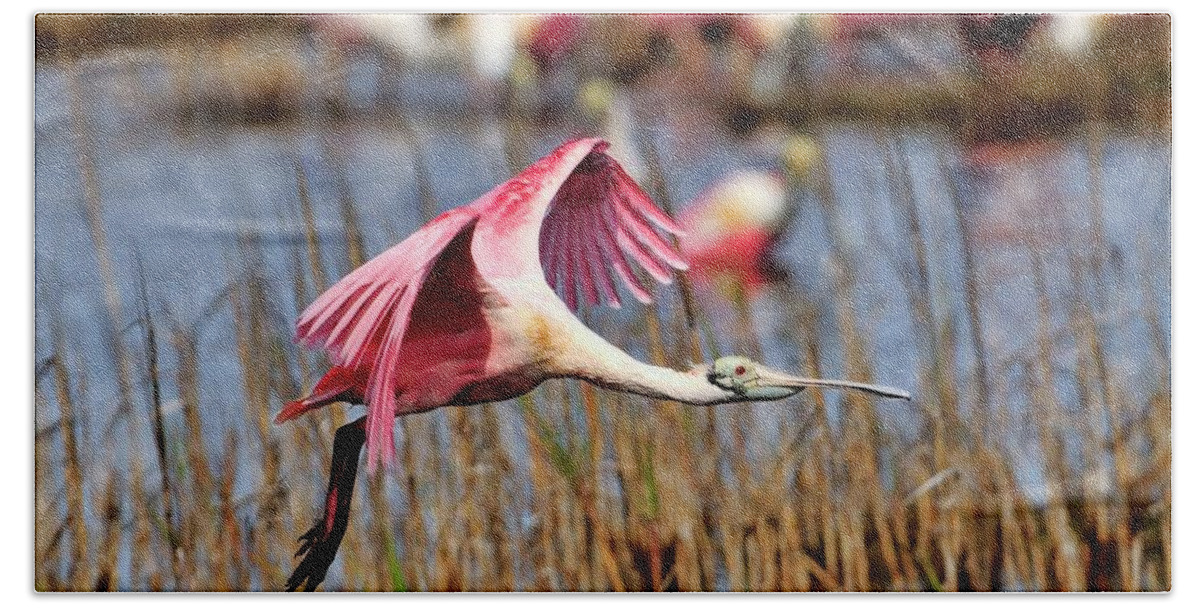 Roseate Spoonbill Hand Towel featuring the photograph Cruising the Wetlands by Bill Dodsworth